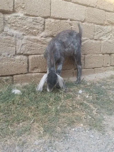 Keçilər — Heyvanlar, Quşlar, Balıqlar, Bakı — şəkil 2