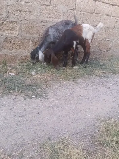 Keçilər — Heyvanlar, Quşlar, Balıqlar, Bakı