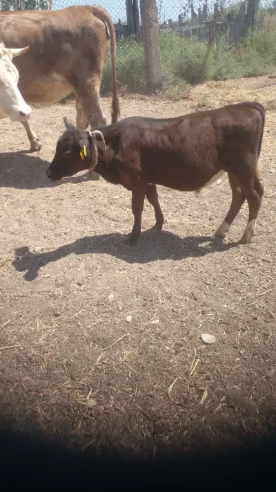 Buzov — Heyvanlar, Quşlar, Balıqlar, Sumqayıt — şəkil 1