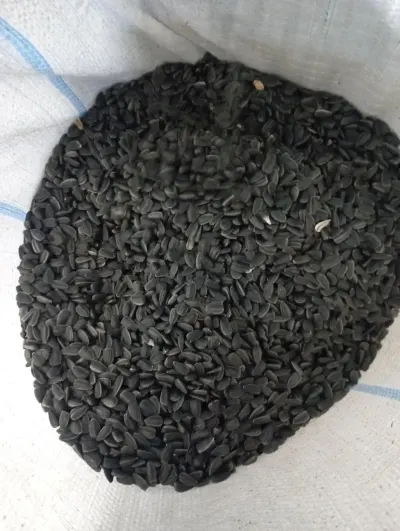 Günəbaxan — Dənlilər, Otlar Yemlər,  Bitkilər, Bakı