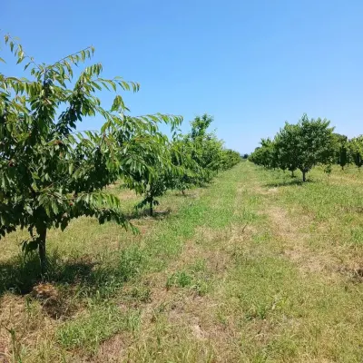 MEYVƏ BAĞI — Kənd Təsərrüfatı Əmlakı, Xaçmaz