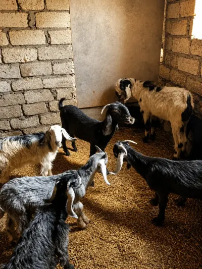 Keçilər — Heyvanlar, Quşlar, Balıqlar, Bakı