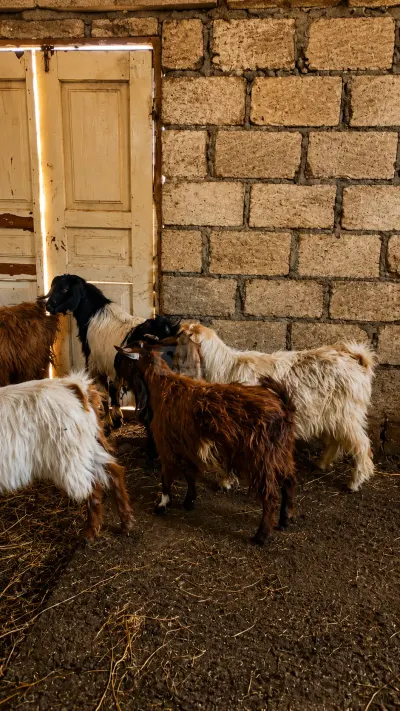 Keçilər — Heyvanlar, Quşlar, Balıqlar, Quba
