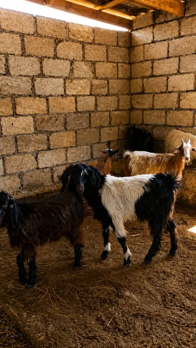 Keçilər — Heyvanlar, Quşlar, Balıqlar, Quba — şəkil 2
