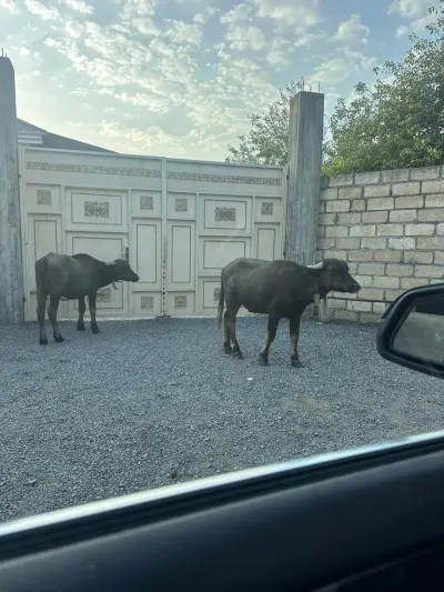 Camışlar — Heyvanlar, Quşlar, Balıqlar, Zaqatala