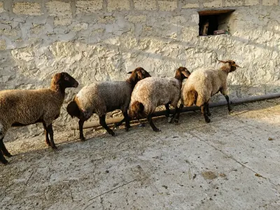 Qoyunlar — Heyvanlar, Quşlar, Balıqlar, Bakı