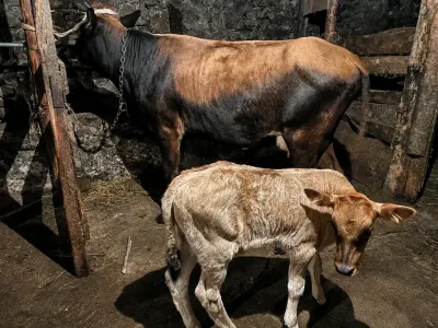 Balalı inək — Heyvanlar, Quşlar, Balıqlar, Lənkəran