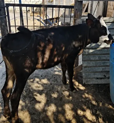 Dana — Heyvanlar, Quşlar, Balıqlar, Bakı
