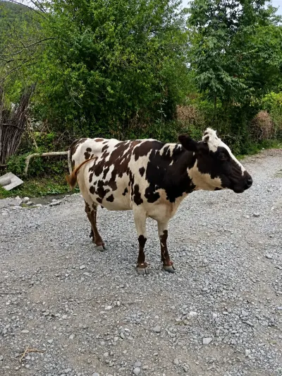 Balalı inək — Heyvanlar, Quşlar, Balıqlar, Oğuz