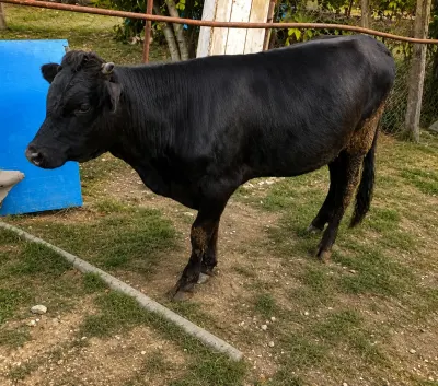 Cöngə — Heyvanlar, Quşlar, Balıqlar, Quba