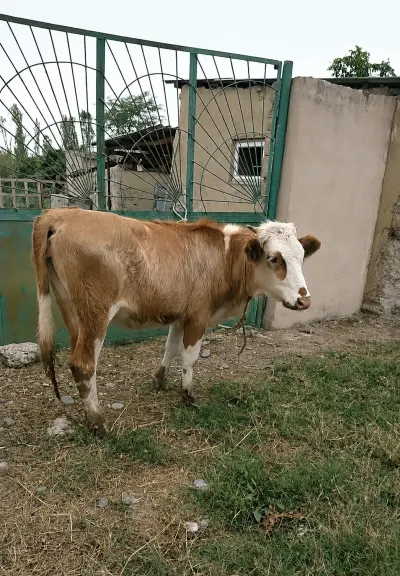 DÜYƏ — Heyvanlar, Quşlar, Balıqlar, Xaçmaz