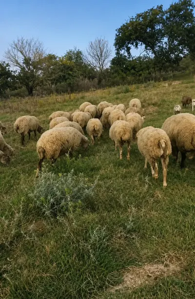 Qoyunlar — Heyvanlar, Quşlar, Balıqlar, Şabran