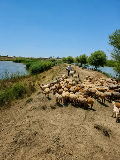 Qoyunlar — Heyvanlar, Quşlar, Balıqlar, Salyan — şəkil 2