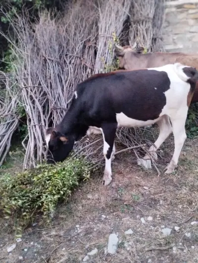 DANA — Heyvanlar, Quşlar, Balıqlar, İsmayıllı