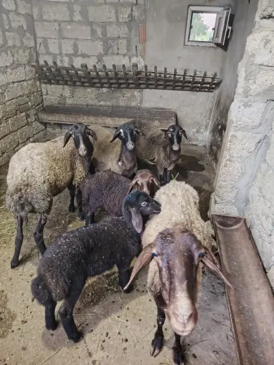Qoyunlar — Heyvanlar, Quşlar, Balıqlar, Bakı