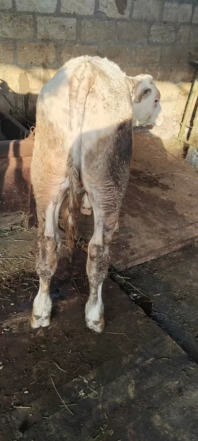 Dana — Heyvanlar, Quşlar, Balıqlar, Samux — şəkil 2