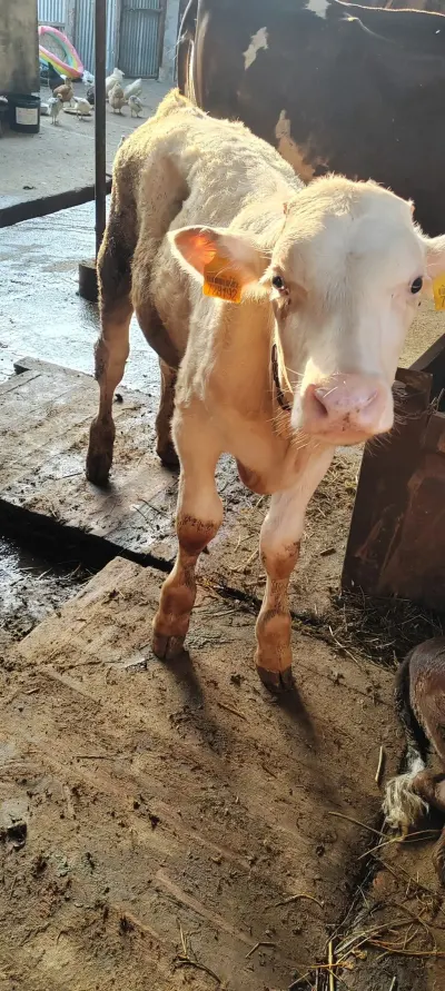 Dana — Heyvanlar, Quşlar, Balıqlar, Samux — şəkil 3