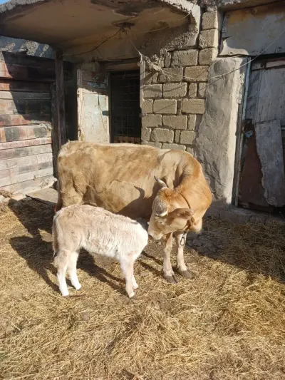 BALALI İNƏK — Heyvanlar, Quşlar, Balıqlar, Sumqayıt