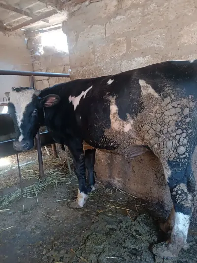Danalar — Heyvanlar, Quşlar, Balıqlar, Bakı — şəkil 2