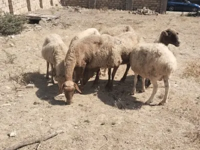 QOYUNLAR — Heyvanlar, Quşlar, Balıqlar, Bakı