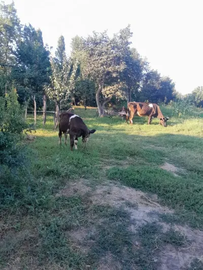 İnəklər — Heyvanlar, Quşlar, Balıqlar, Quba — şəkil 6