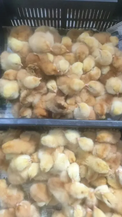 Cücə — Heyvanlar, Quşlar, Balıqlar, Bakı
