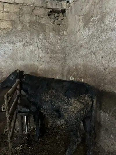 Dana — Heyvanlar, Quşlar, Balıqlar, Sumqayıt