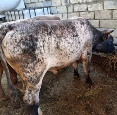 DANA — Heyvanlar, Quşlar, Balıqlar, Bakı