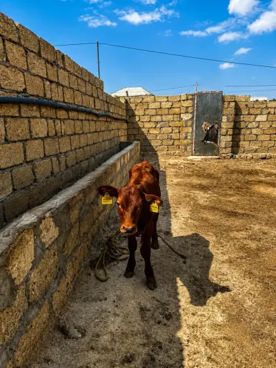 BUZOV — Heyvanlar, Quşlar, Balıqlar, Sumqayıt