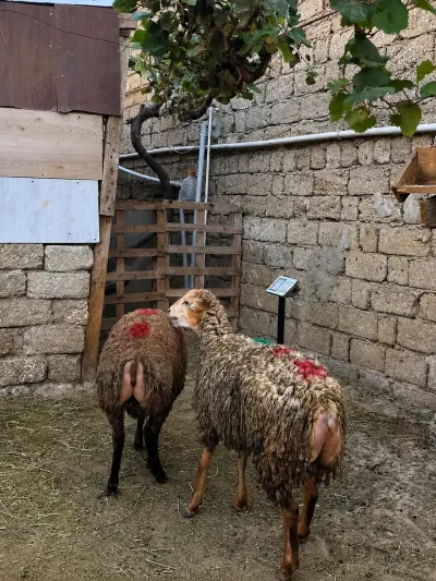 QOYUNLAR — Heyvanlar, Quşlar, Balıqlar, Bakı
