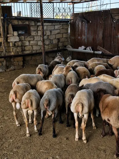 Quzular — Heyvanlar, Quşlar, Balıqlar, Sumqayıt