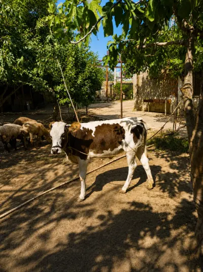 Dana — Heyvanlar, Quşlar, Balıqlar, Bakı