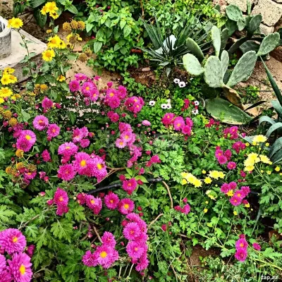 Gül — Dənlilər, Otlar Yemlər,  Bitkilər, Bakı