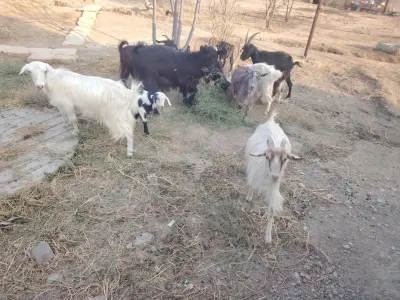 KEÇİ — Heyvanlar, Quşlar, Balıqlar, Bakı