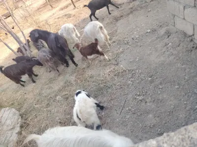 Keçi — Heyvanlar, Quşlar, Balıqlar, Bakı — şəkil 2