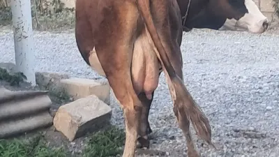 Balalı inək — Heyvanlar, Quşlar, Balıqlar, Quba — şəkil 2