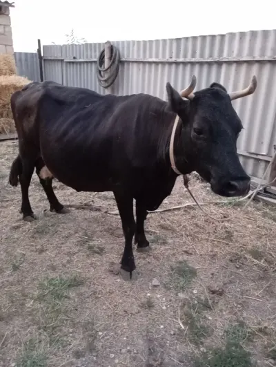 Balalı inək — Heyvanlar, Quşlar, Balıqlar, Salyan