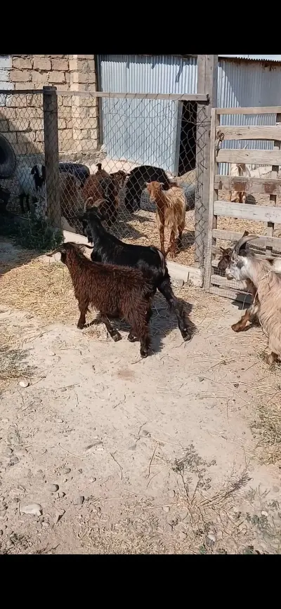 Çəpiş — Heyvanlar, Quşlar, Balıqlar, Gəncə — şəkil 1