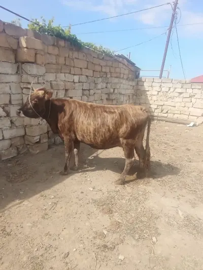 İNƏK — Heyvanlar, Quşlar, Balıqlar, Xırdalan