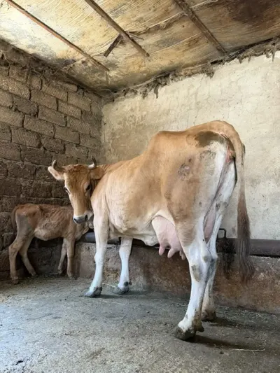 BALALI İNƏK — Heyvanlar, Quşlar, Balıqlar, Bakı