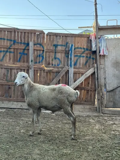 QUZULAR — Heyvanlar, Quşlar, Balıqlar, Bakı