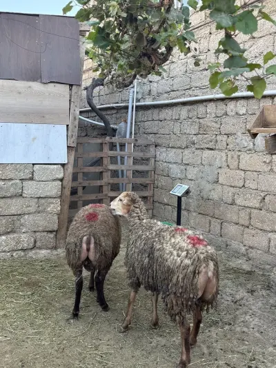 Quzular — Heyvanlar, Quşlar, Balıqlar, Bakı — şəkil 2