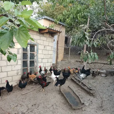 ÇOLPALAR — Heyvanlar, Quşlar, Balıqlar, İsmayıllı
