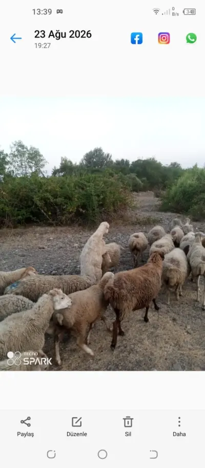 Qoyunlar — Heyvanlar, Quşlar, Balıqlar, Qəbələ
