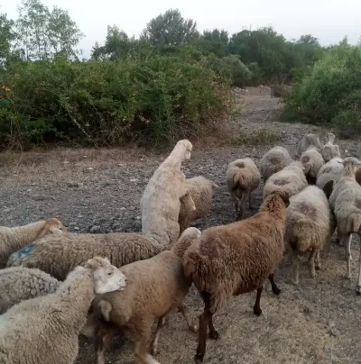 Qoyun — Heyvanlar, Quşlar, Balıqlar, Qəbələ — şəkil 2