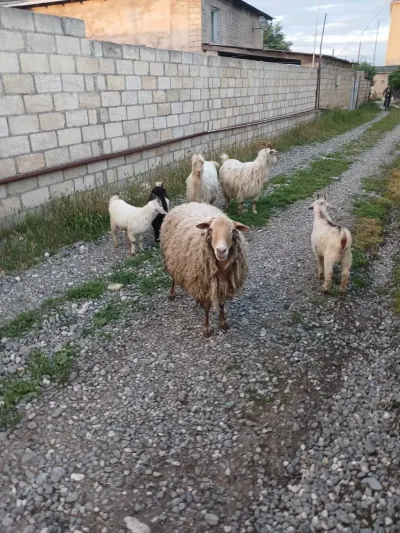 Qoyun — Heyvanlar, Quşlar, Balıqlar, Bakı