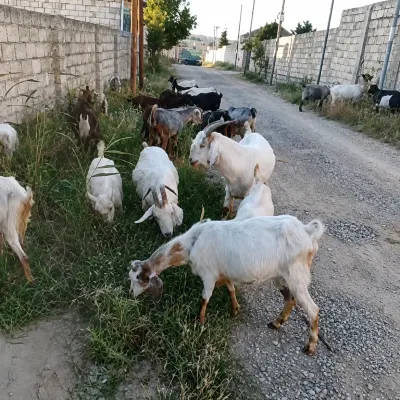 Keçilər — Heyvanlar, Quşlar, Balıqlar, Bakı