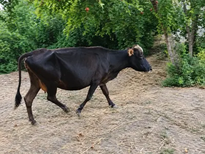 İnəklər — Heyvanlar, Quşlar, Balıqlar, Göyçay