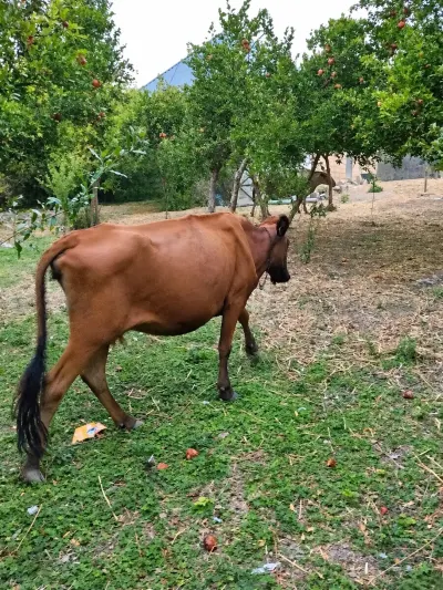 İnəklər — Heyvanlar, Quşlar, Balıqlar, Göyçay — şəkil 2