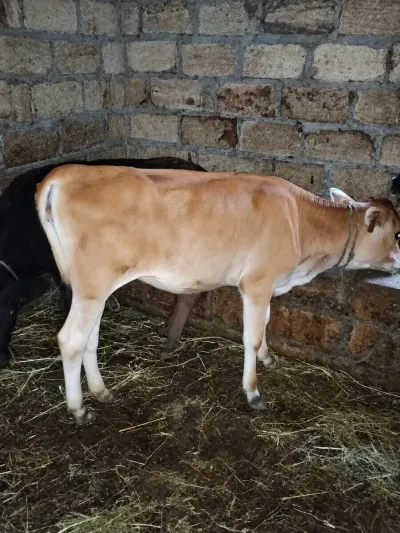 İnəklər — Heyvanlar, Quşlar, Balıqlar, Göyçay — şəkil 3